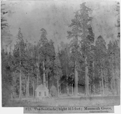 The Sentinels; height 315 ft; Mammoth Grove, Calaveras County