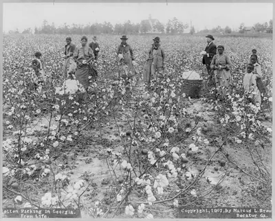 Cotton picking in Georgia