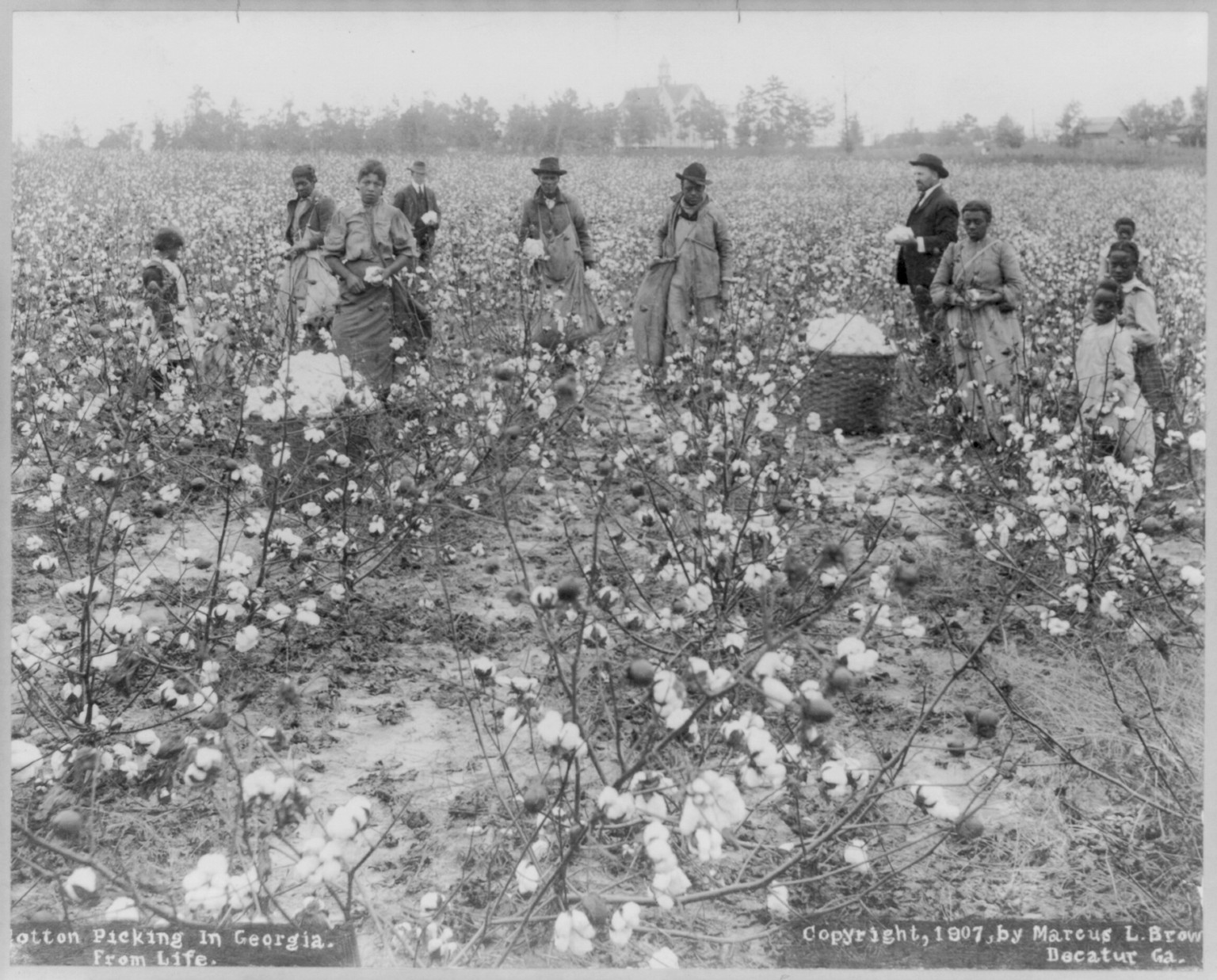 Cotton picking in Georgia, c1907. — historic photograph