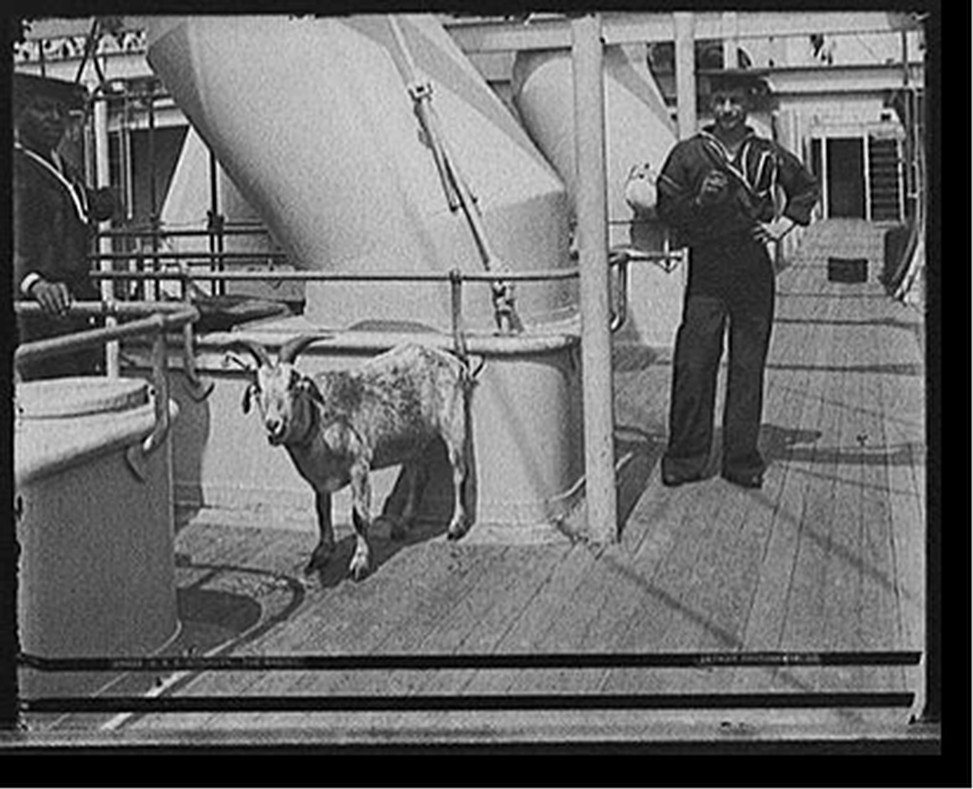 U.S.S. Brooklyn, the mascot, [between 1896 and 1899] — historic photograph