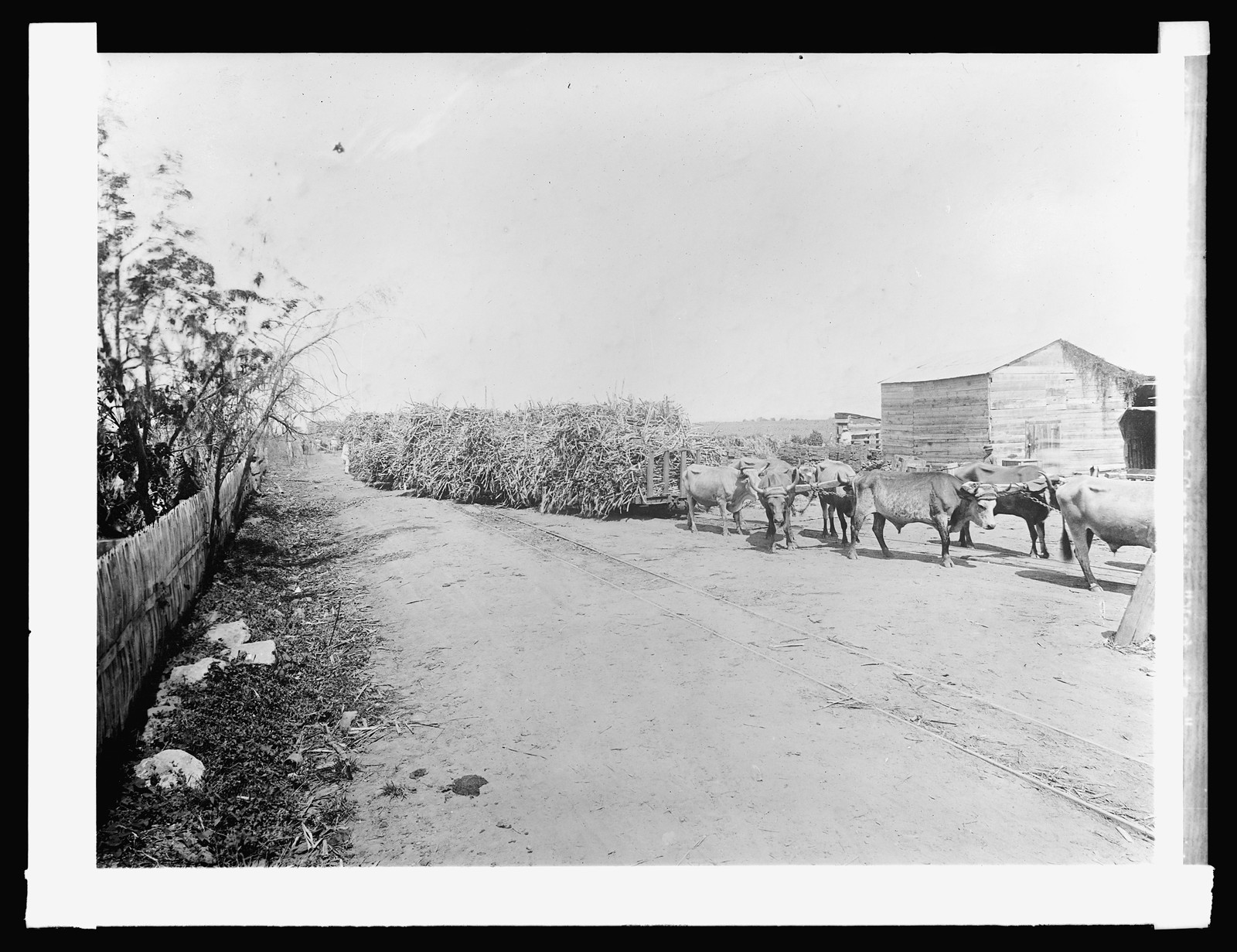 Porto [i.e., Puerto] Rico, West Indies, 7 Central Machete, [between 1910 and 1920] — historic photograph