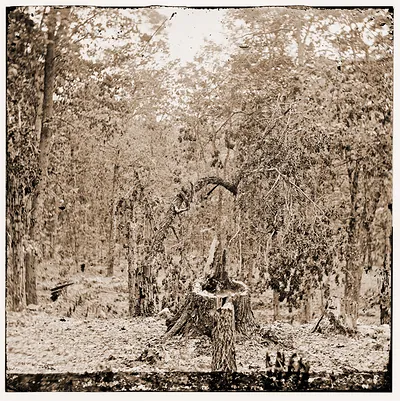 Gettysburg Pennsylvania. Woods on Culps Hill showing the effect of musket fire