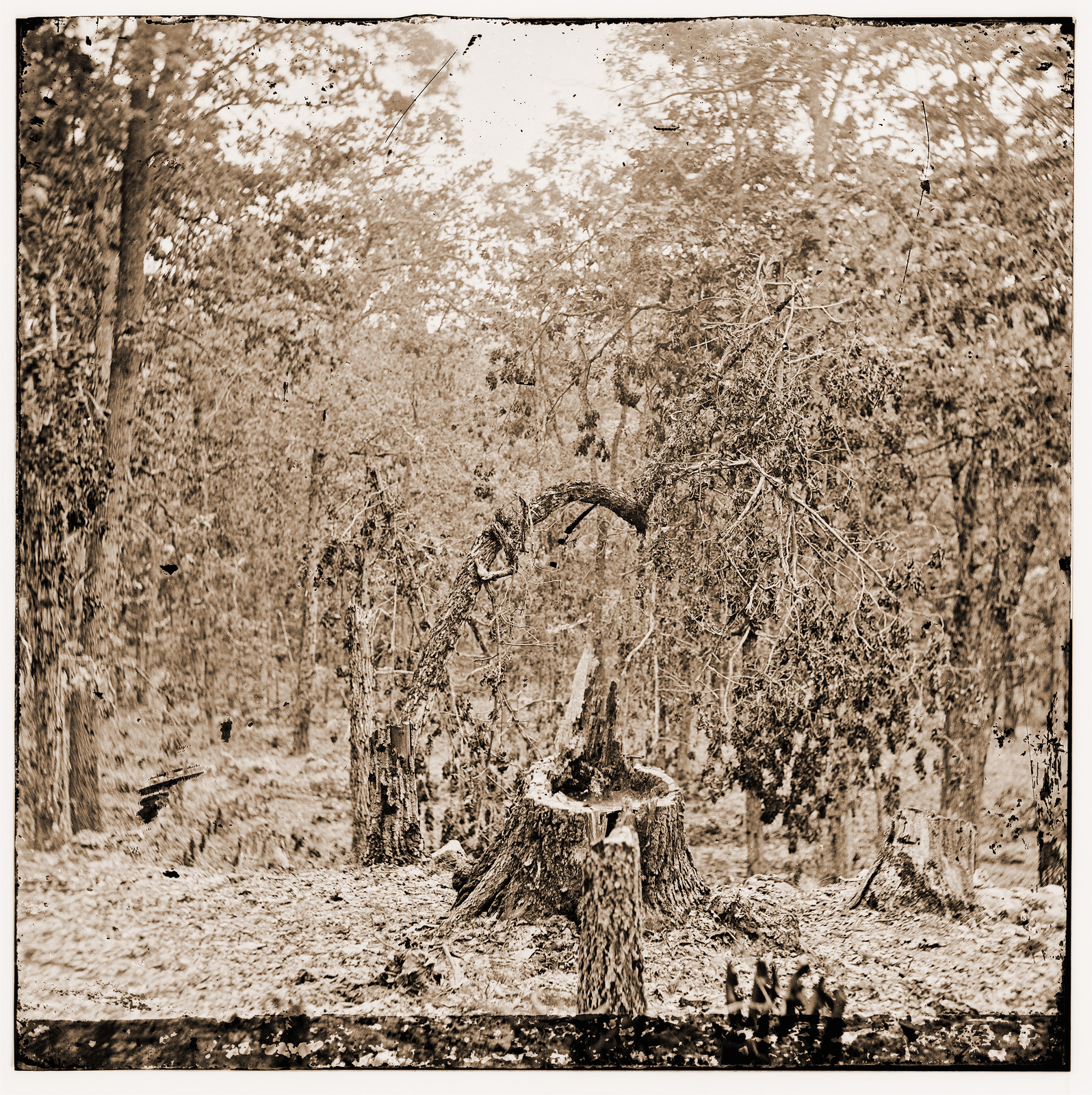 Gettysburg Pennsylvania. Woods on Culps Hill showing the effect of musket fire, 1863 — historic photograph