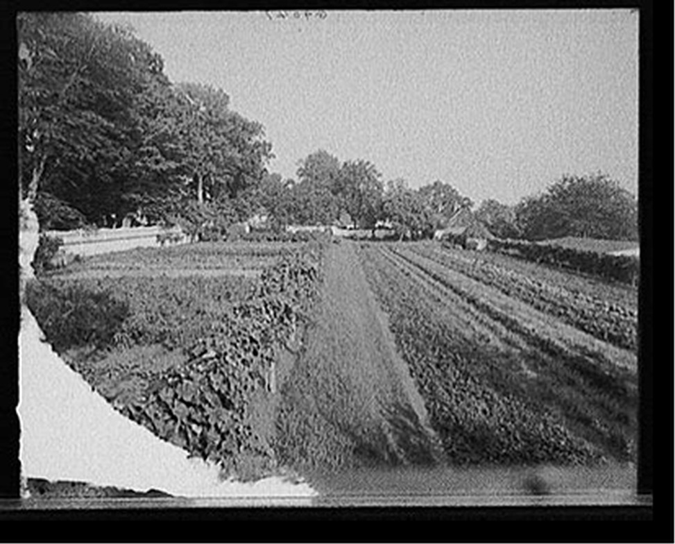 [The Kitchen garden, Mt. Vernon, Va.], [between 1900 and 1915] — historic photograph