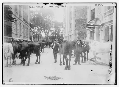 Paris -- horses taken for war