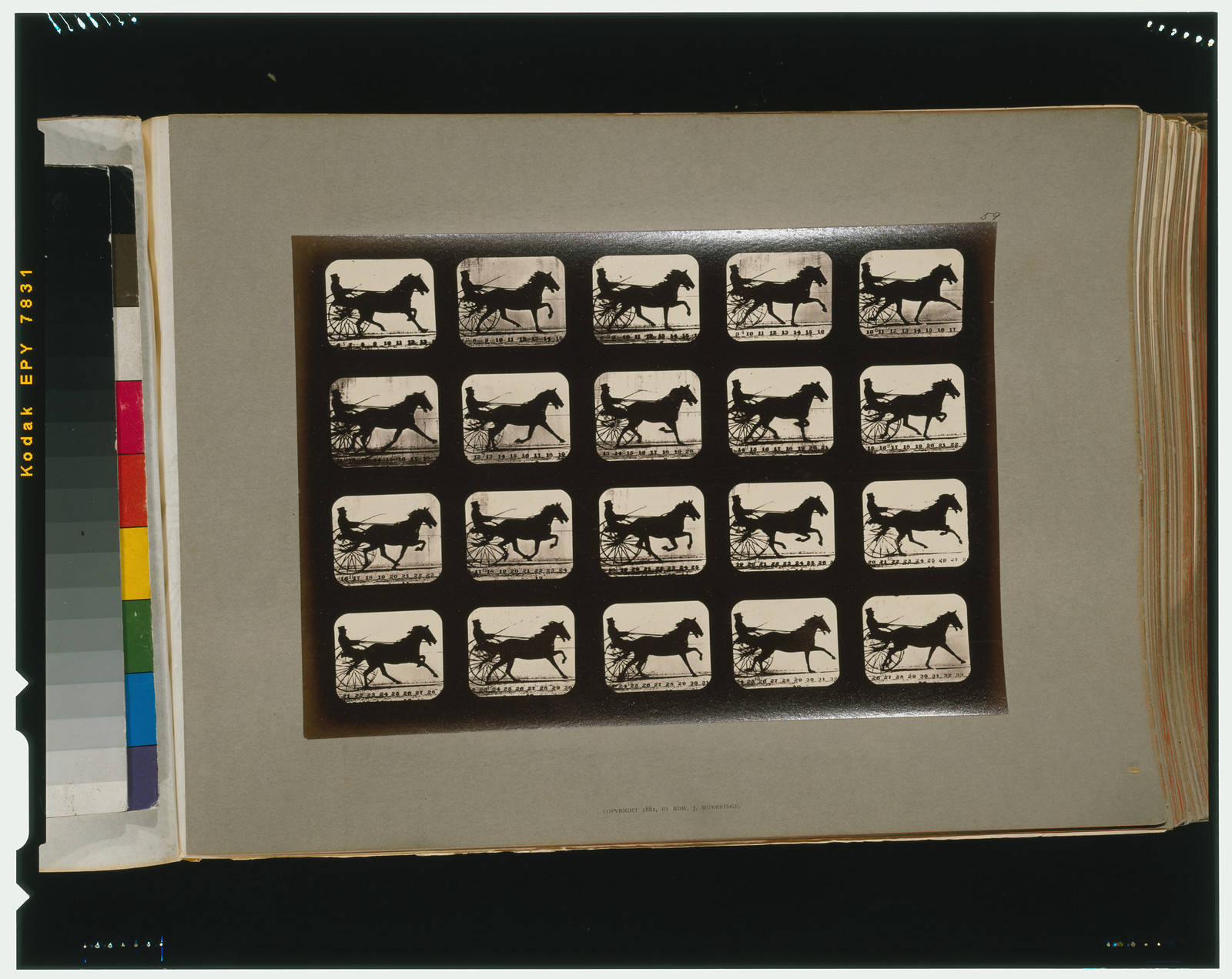 Horses. Pacing, [San Francisco] : Muybridge, c1881. — historic photograph