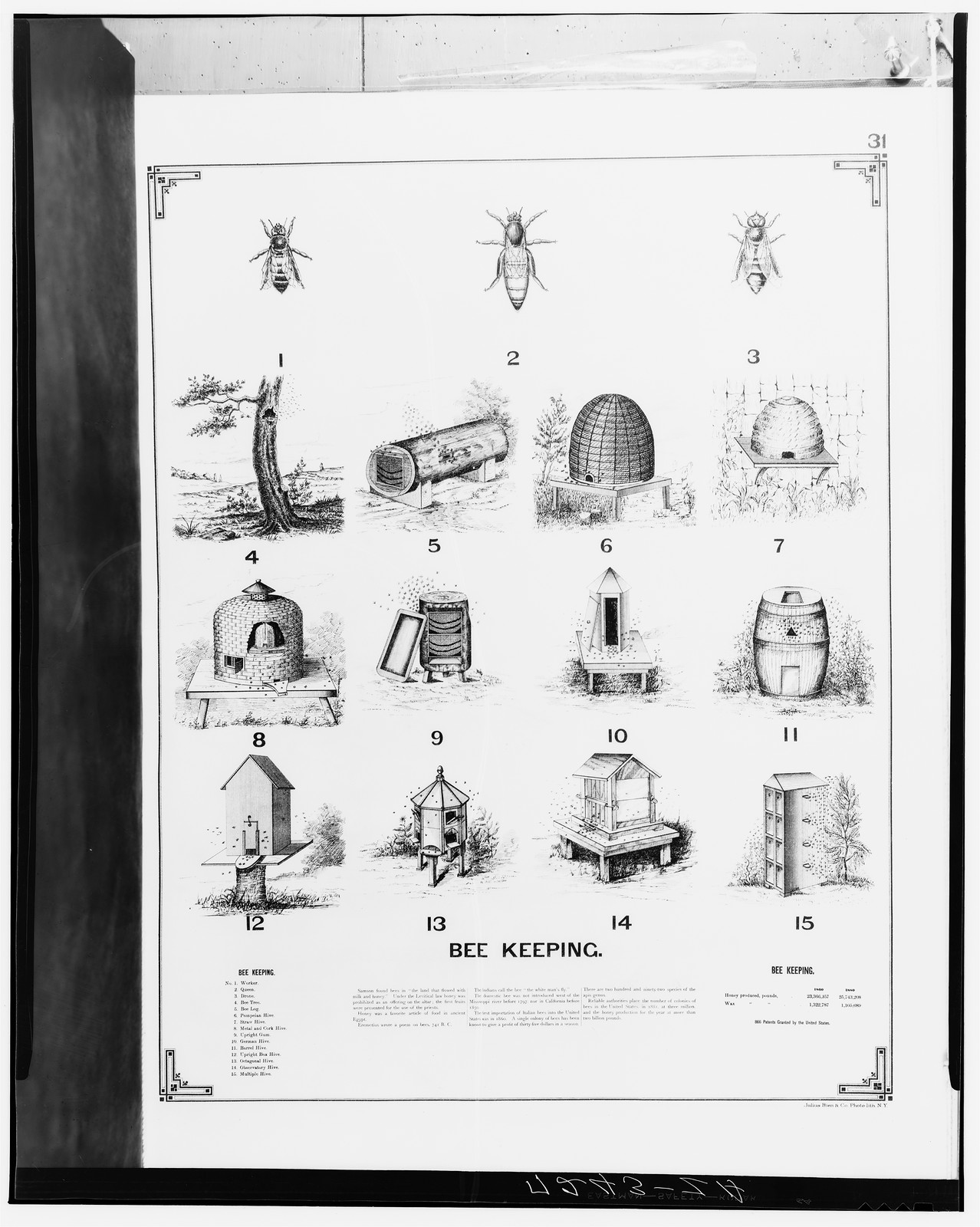 Bee keeping chart showing numbered hive types and bees — historic image