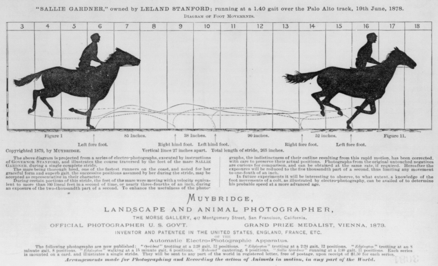 Sallie Gardner" Diagram of Foot Movements by Muybridge — historic image