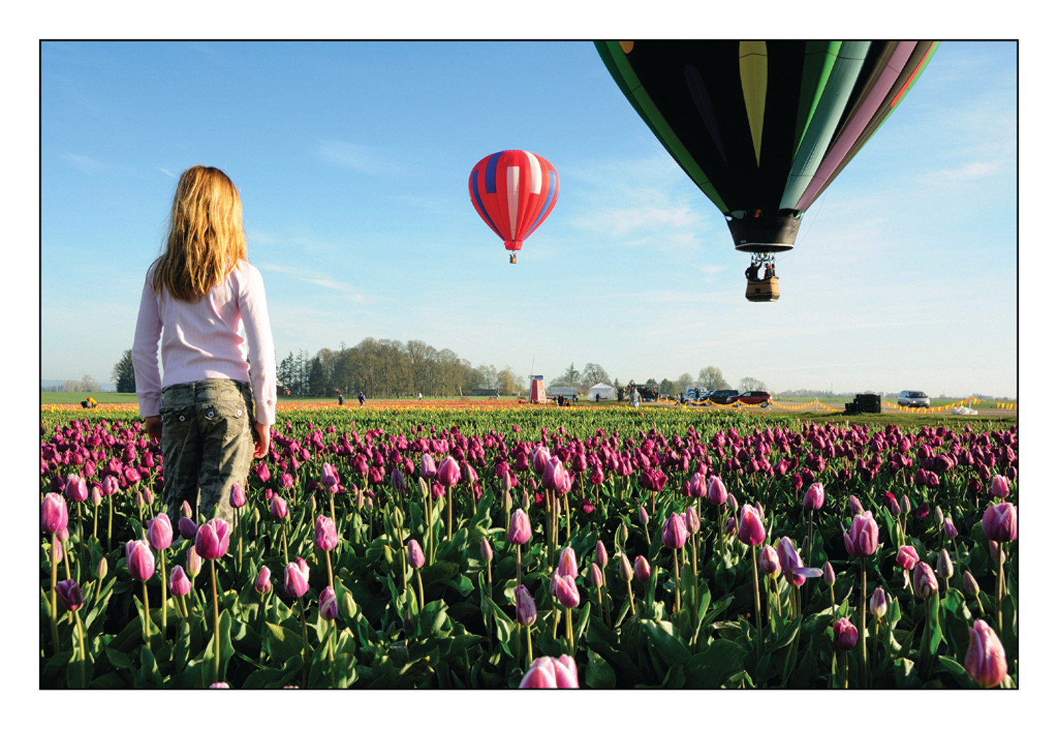 Girl watching hot air balloons over a tulip field — historic image