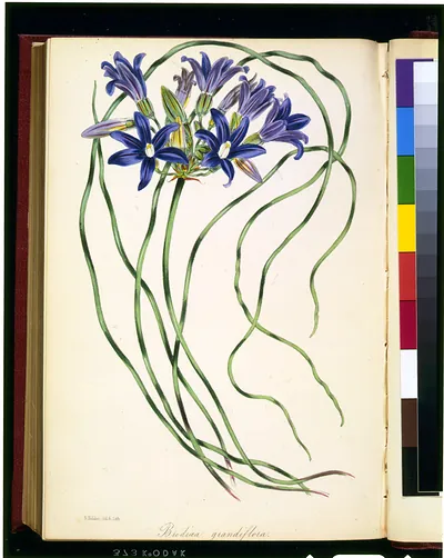 [Brodiaea grandiflora] / S. Holden, del. & lith.