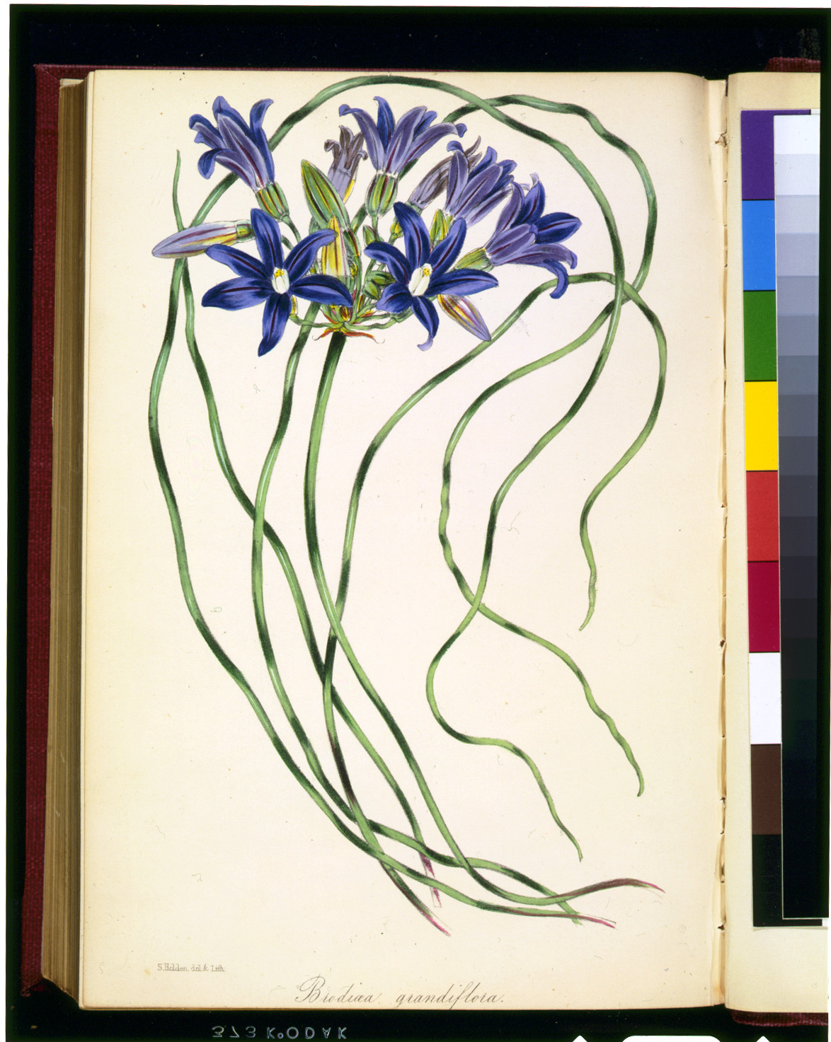 [Brodiaea grandiflora] / S. Holden, del. & lith., [published 1846] — antique lithograph