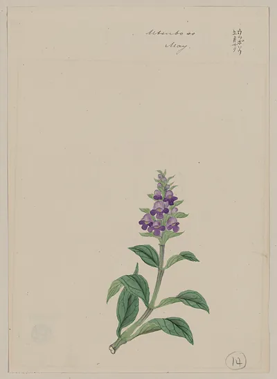 [Japanese drawing]