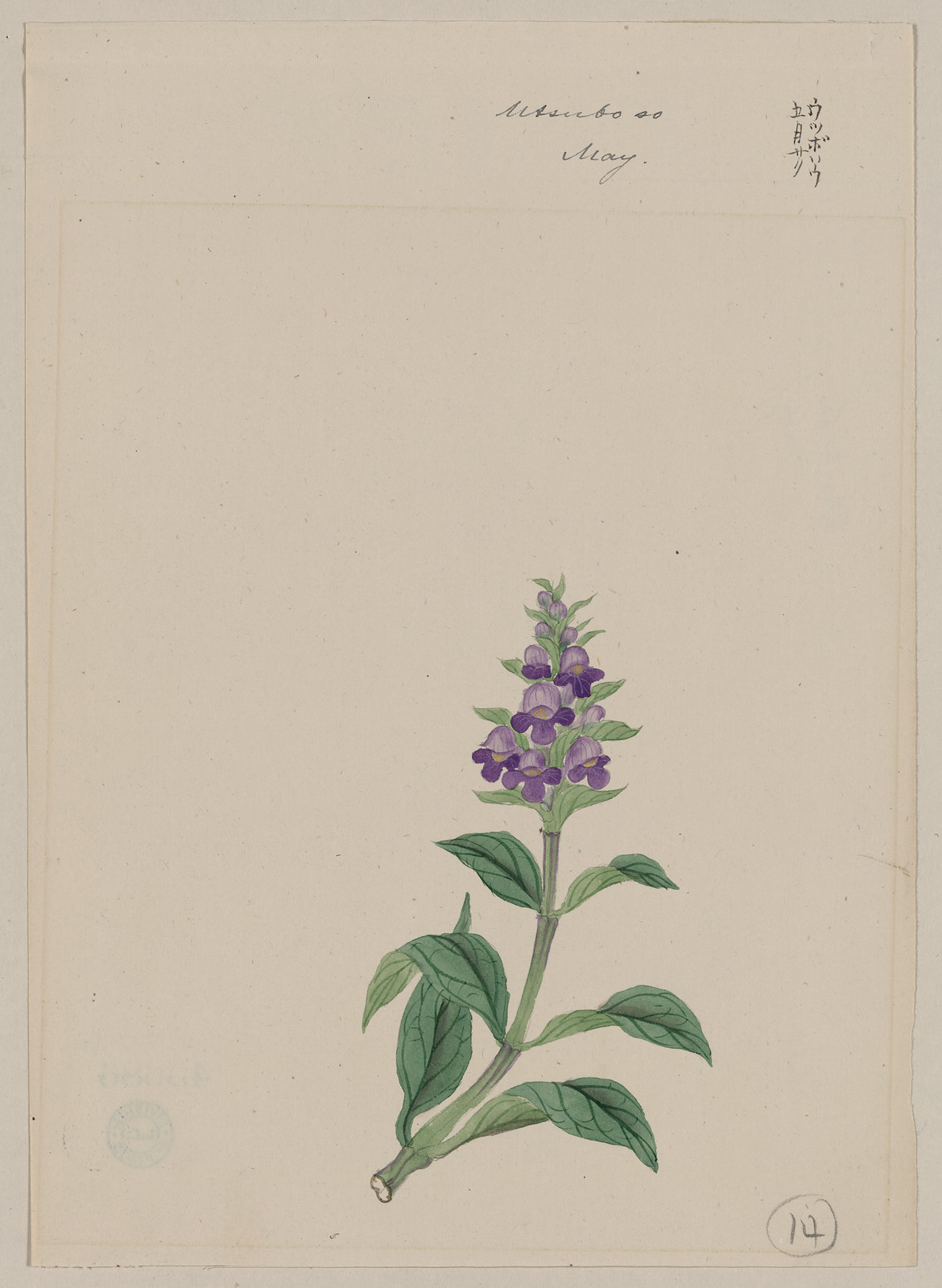 [Japanese drawing], 1750 — historic drawing