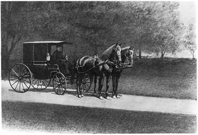 The horses