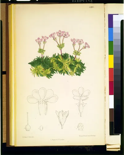 [Douglasia laevigata] / M.S. del., C. Fitch, lith. ; Vincent Brooks Day & Son imp.