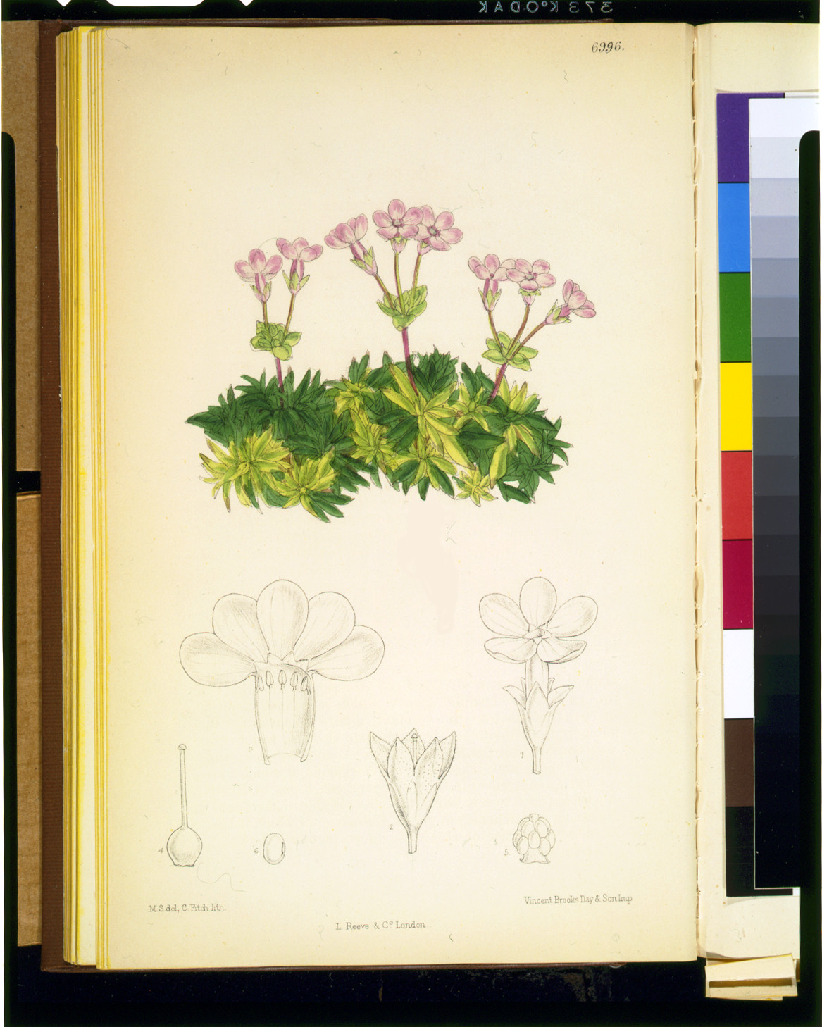 [Douglasia laevigata] / M.S. del., C. Fitch, lith. ; Vincent Brooks Day & Son imp., [published 1888] — antique lithograph