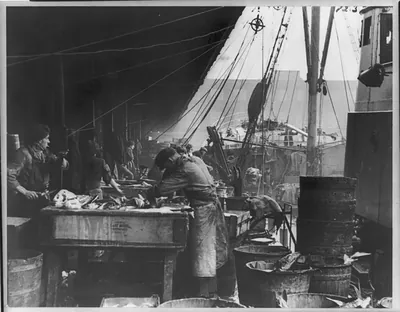 [Busy scene on fish pier, Hull, England. Men cleaning fish on pier beside trawler]