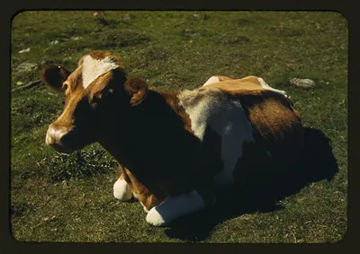 [Guernsey cow or calf lying on the ground]