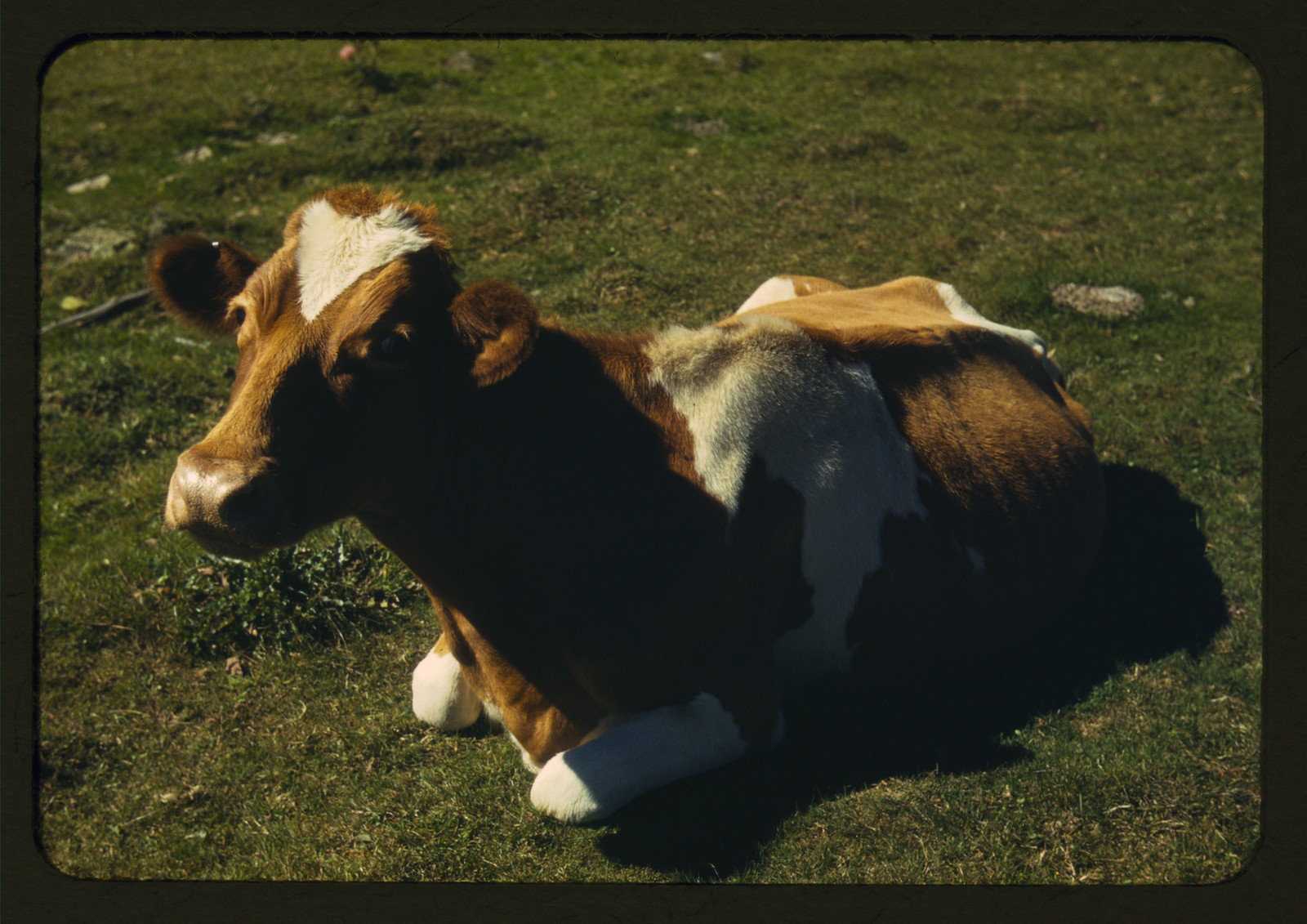 [Guernsey cow or calf lying on the ground] — historic image