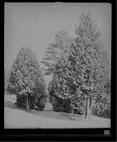 Half through the cedars, Fort William Henry Hotel, Lake George, N.Y.