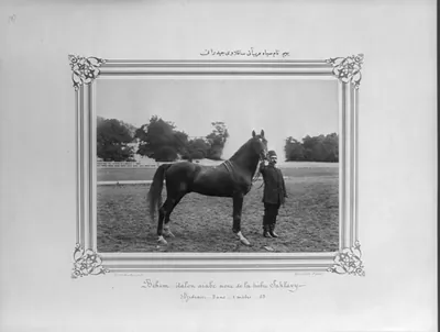 [The black Arabian horse named Behim] / Constantinople, Abdullah Frères.