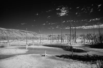 Dead trees beside a pool in a black and white landscape