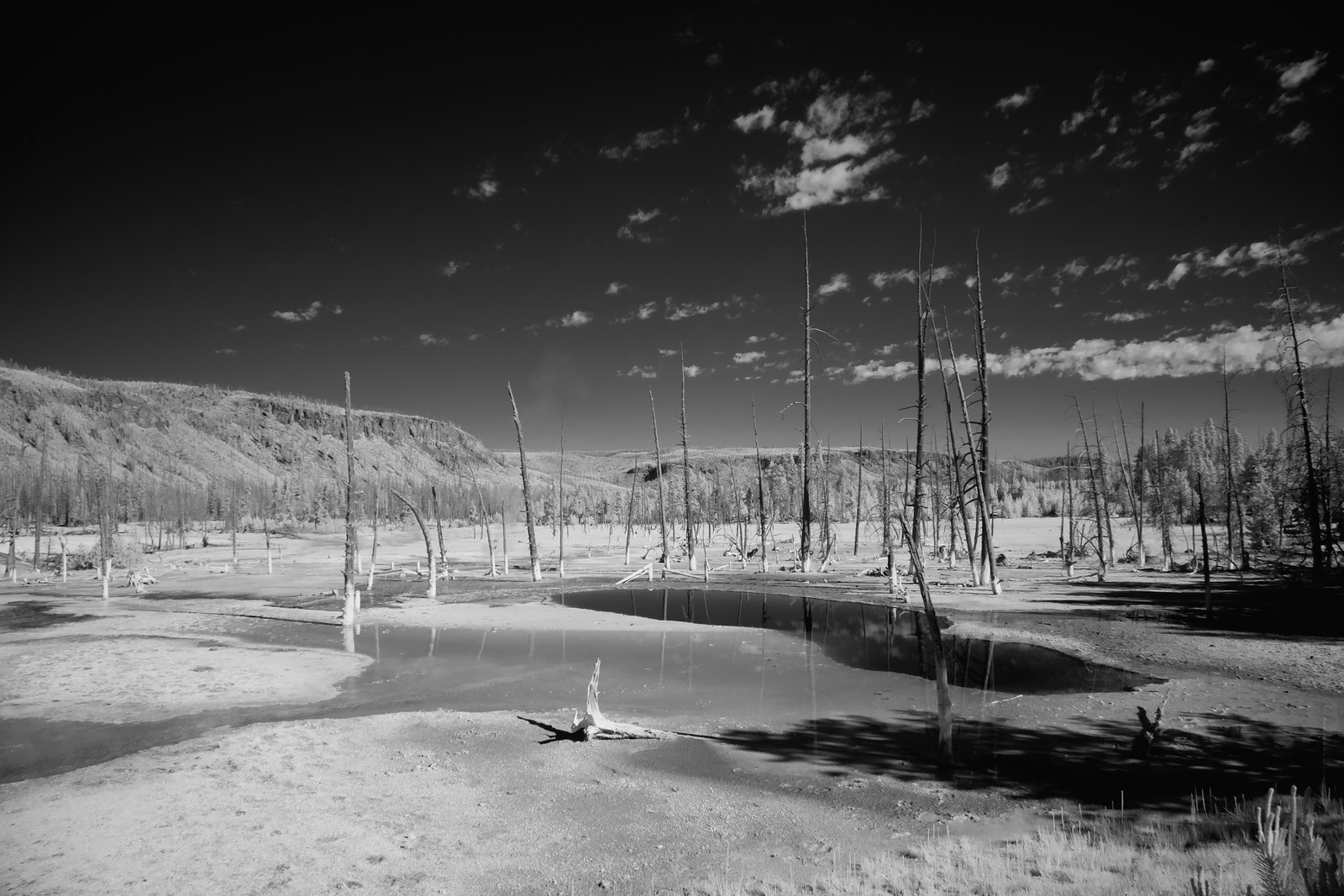 Dead trees beside a pool in a black and white landscape — historic image
