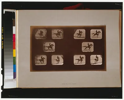 Horses. Running