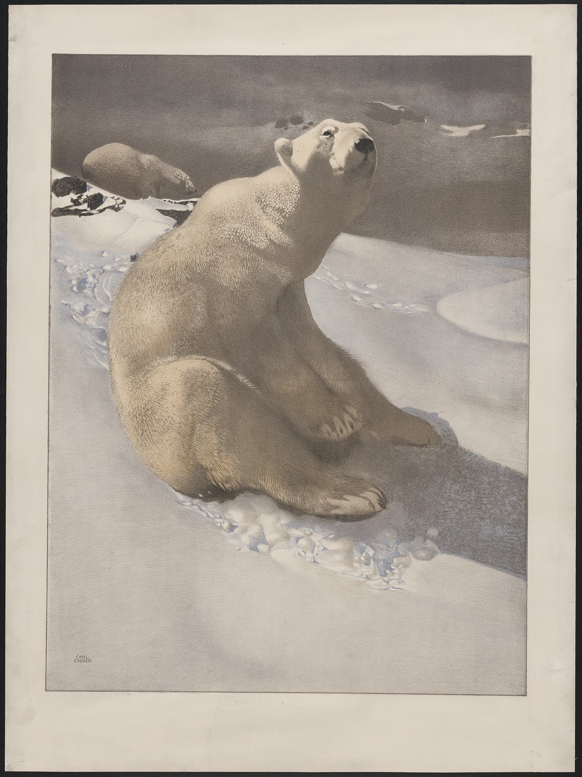 [A polar bear seated on snow and another polar bear walking in background] / Carl Ederer., [between 1900 and 1930(?)] — antique lithograph