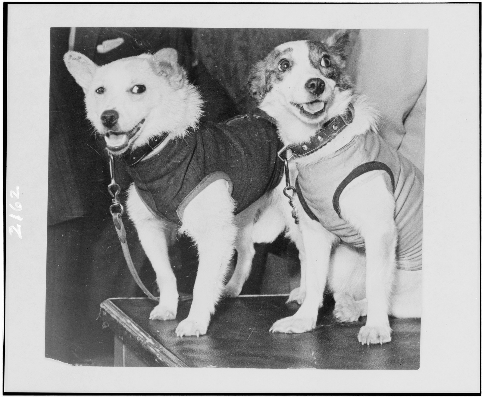 Space dogs Belka and Strelka which safely returned to Earth from the space ship / photo by S. Preobrazhensky and N. Sitnikov., 1960 — historic photograph