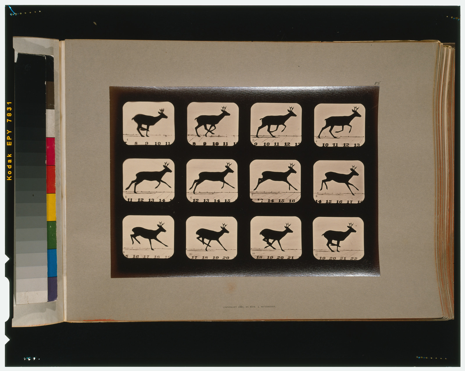 Deer, running, [San Francisco] : Muybridge, c1881. — historic photograph