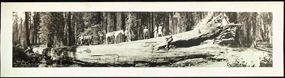 Panoramic view of a fallen giant sequoia with men and horses