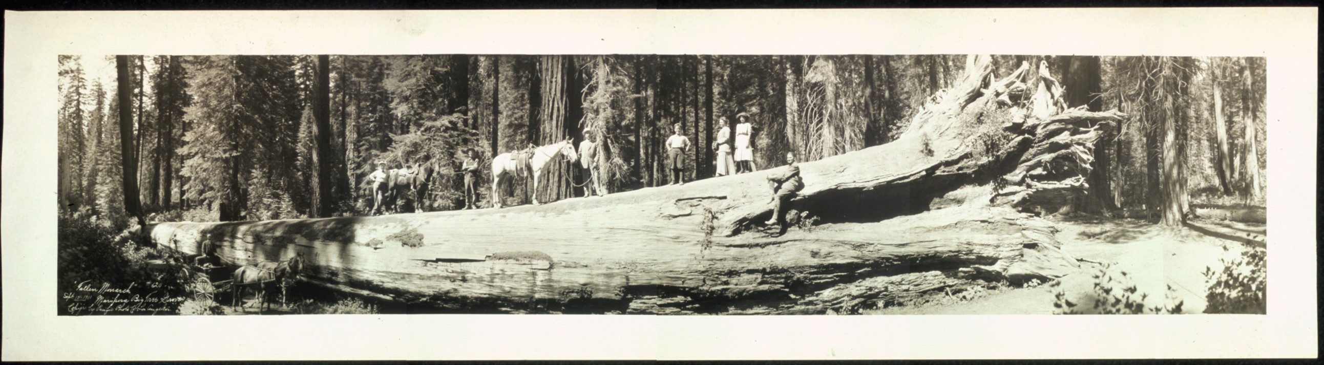 Panoramic view of a fallen giant sequoia with men and horses — historic image