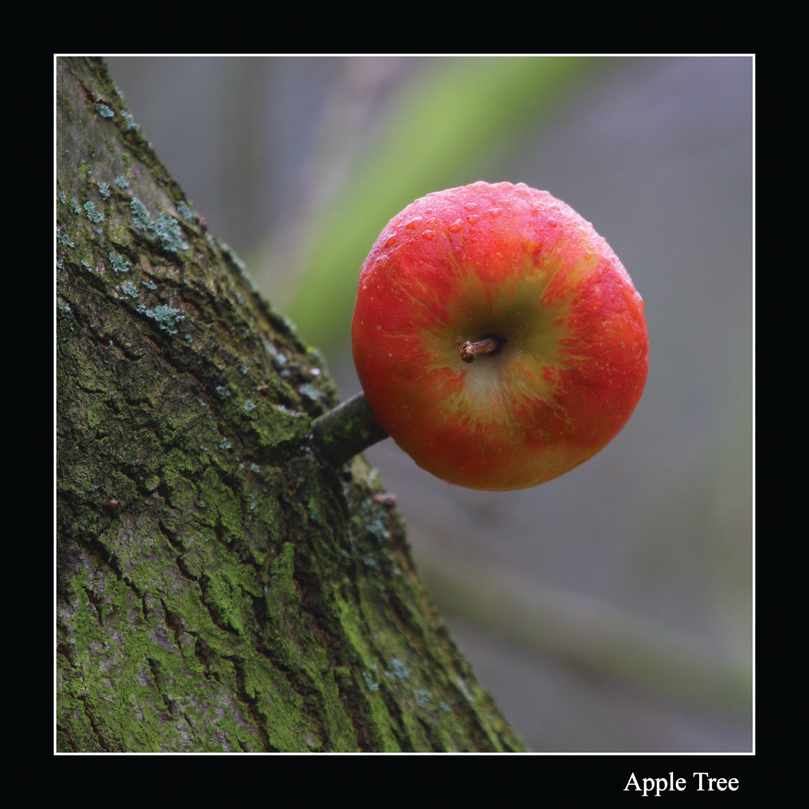 Red apple on a mossy tree trunk — historic image