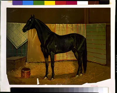 [Black Cloud, a horse in stable] / Scott Leighton.