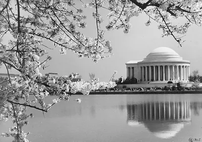 D.C. Washington--Jefferson Memorial--1946--View with cherry blossoms