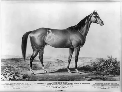 The Celebrated Horse Lexington, 5 yrs old