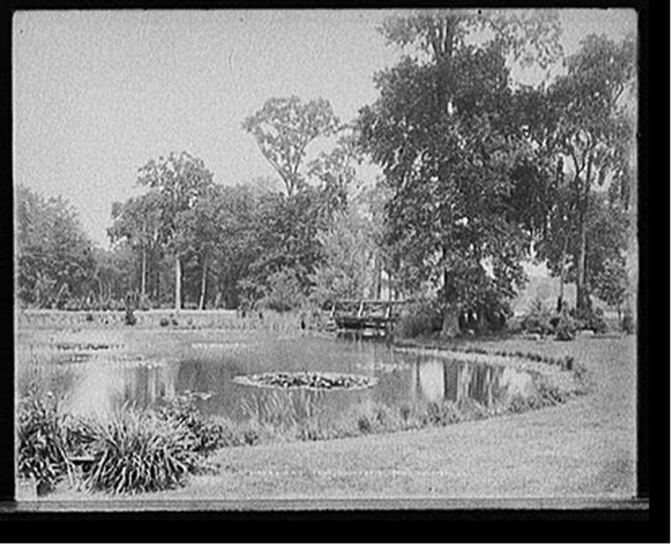 Lily pond, Elizabeth Park, Hartford, Ct., c1905. — historic photograph