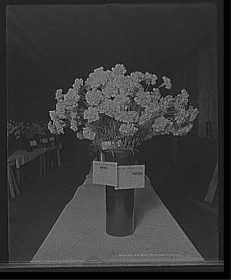 [First prize, Enchantress, daybreak pink, American Carnation Society Exhibition, Detroit, Mich.], [between 1900 and 1905] — historic photograph