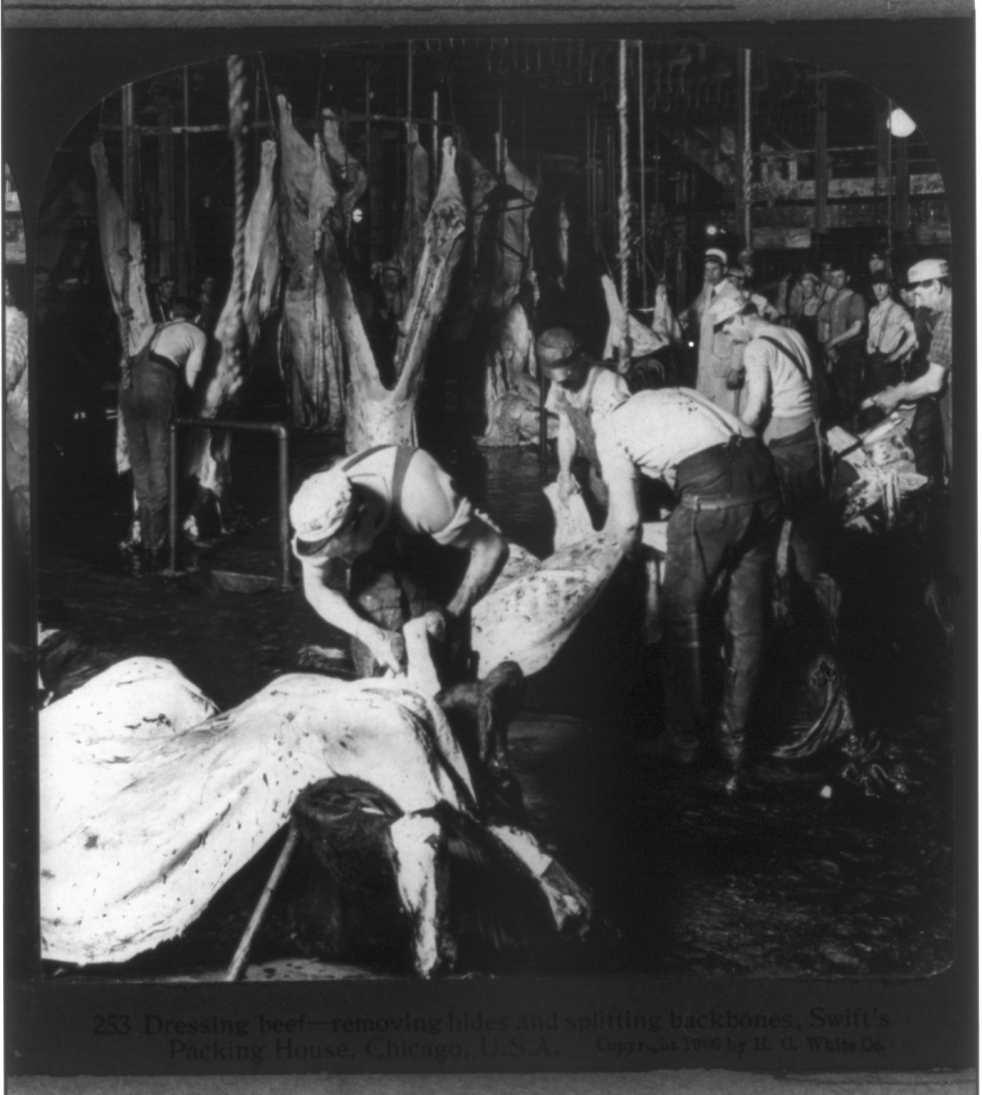 Chicago - Meat Packing Industry: dressing beef, removing hides and splitting backbones, Swift's Packing House, c1906. — historic photograph
