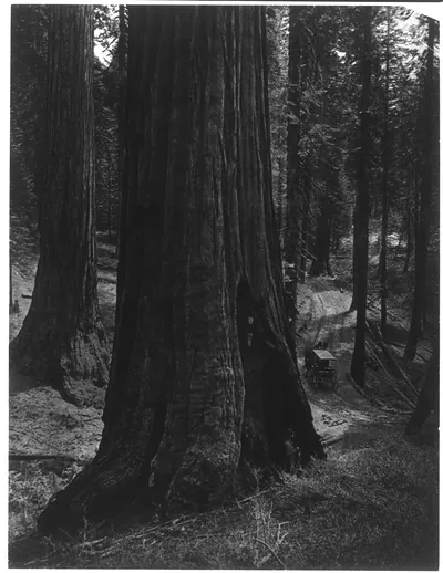 [Mariposa big trees and horse-drawn carriage on road, Calif.]