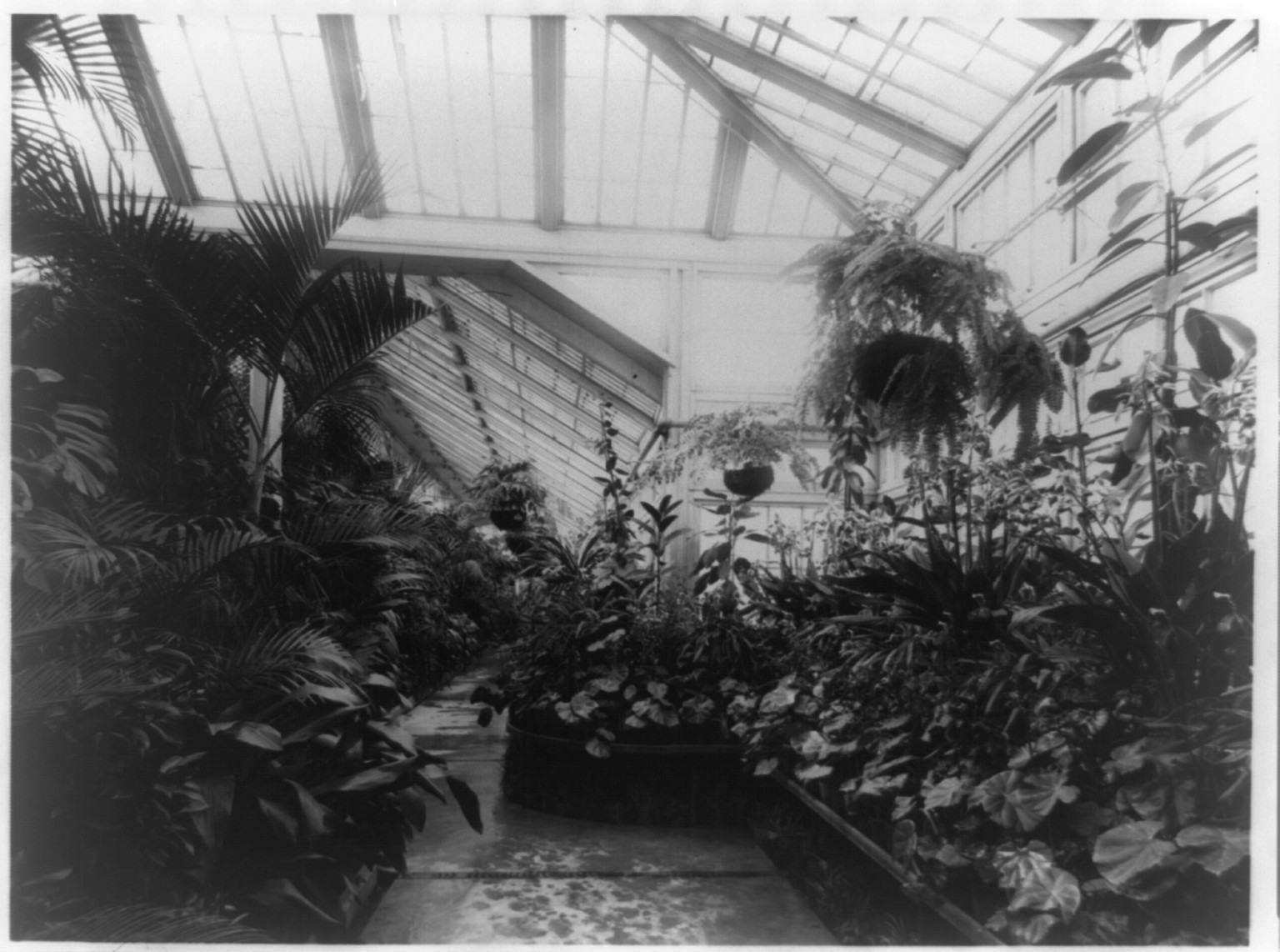 [Conservatory in the White House], [1889] — historic photograph