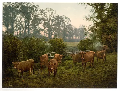 Milking time England