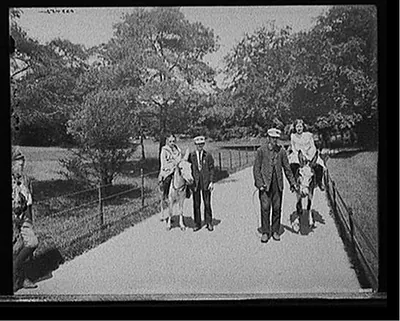 [Central Park, donkeys in the park, New York, N.Y.]