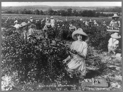 Picking berries, Weatherford, Texas