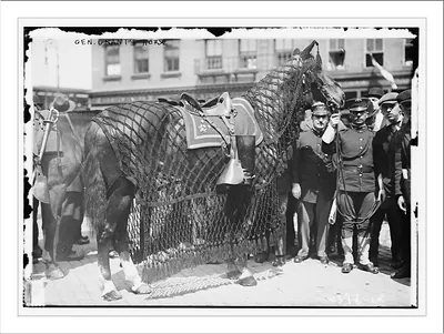 Gen. Grant's horse