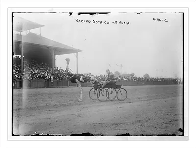Mineola, race track, racing ostrich