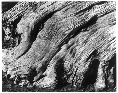 Flaming Cypress Root, Point Lobos