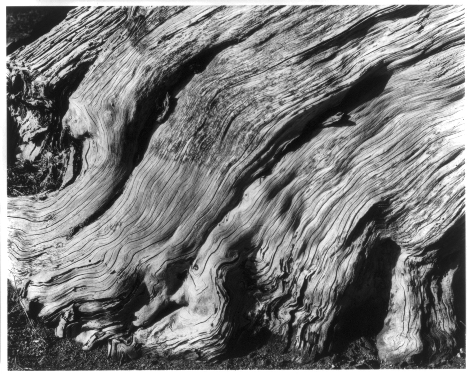 Flaming Cypress Root, Point Lobos, 1929, printed 1971. — historic photograph