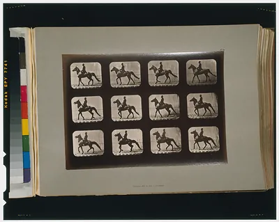 Horses. Walking change to trotting